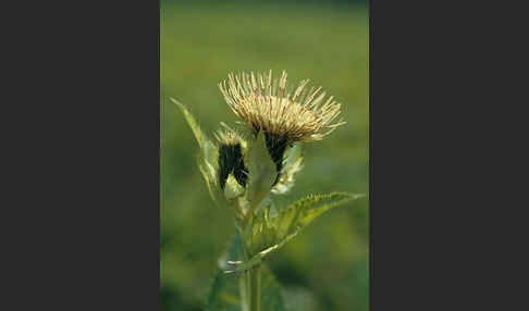 Kohl-Kratzdistel (Cirsium oleraceum)