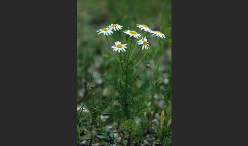 Strandkamille (Tripleurospermum maritimum)