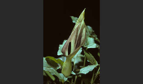 Gefleckter Aronstab (Arum maculatum)