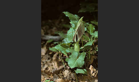 Gefleckter Aronstab (Arum maculatum)