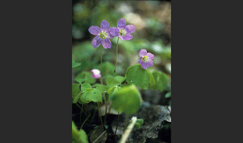 Wald-Sauerklee (Oxalis acetosella)