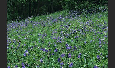 Gemeine Akelei (Aquilegia vulgaris)