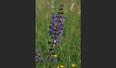 Wiesen-Salbei (Salvia pratensis)