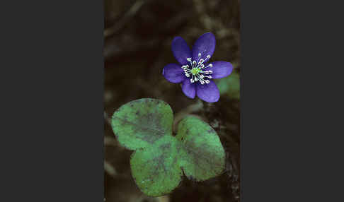 Leberblümchen (Hepatica nobilis)