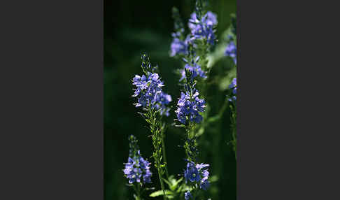 Großer Ehrenpreis (Veronica teucrium)