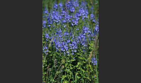 Großer Ehrenpreis (Veronica teucrium)