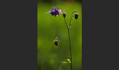 Gemeine Akelei (Aquilegia vulgaris)