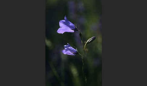 Rundblättrige Glockenblume (Campanula rotundifolia)