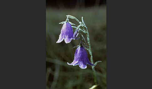 Rundblättrige Glockenblume (Campanula rotundifolia)