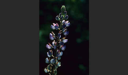 Stauden-Lupine (Lupinus polyphyllus)