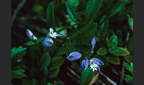 Gewöhnliches Kreuzblümchen (Polygala vulgaris)