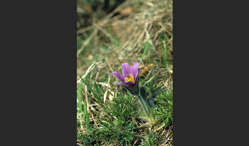 Gemeine Kuhschelle (Pulsatilla vulgaris)