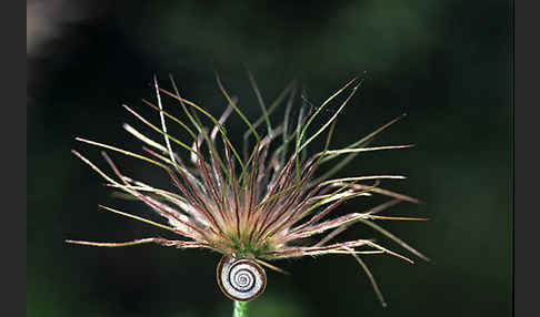 Gemeine Kuhschelle (Pulsatilla vulgaris)