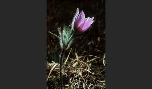 Gemeine Kuhschelle (Pulsatilla vulgaris)