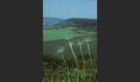 Gemeine Kuhschelle (Pulsatilla vulgaris)