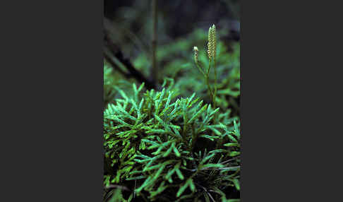 Gemeiner Flachbärlapp (Diphasiastrum complanatum)