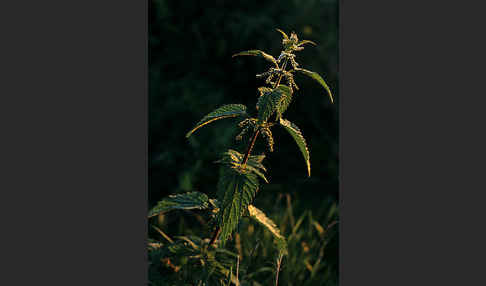 Große Brennessel (Urtica dioica)