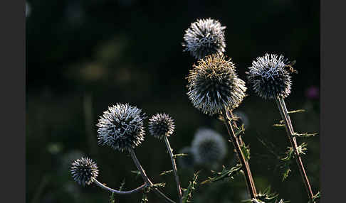 Große Kugeldistel (Echinops sphaerocephalus)