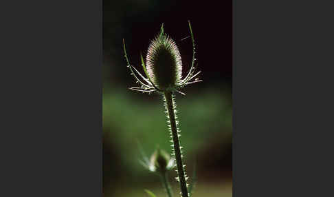 Wilde Karde (Dipsacus fullonum)