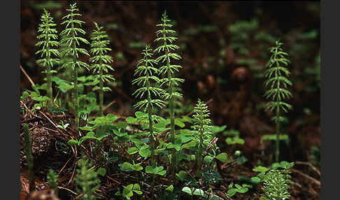 Wald-Schachtelhalm (Equisetum sylvaticum)