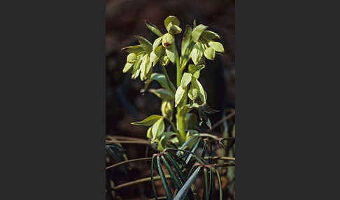 Stinkende Nieswurz (Helleborus foetidus)