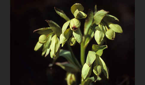 Stinkende Nieswurz (Helleborus foetidus)