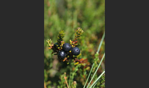 Schwarze Krähenbeere (Empetrum nigrum)