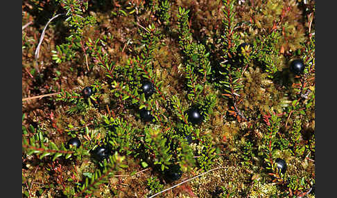 Schwarze Krähenbeere (Empetrum nigrum)