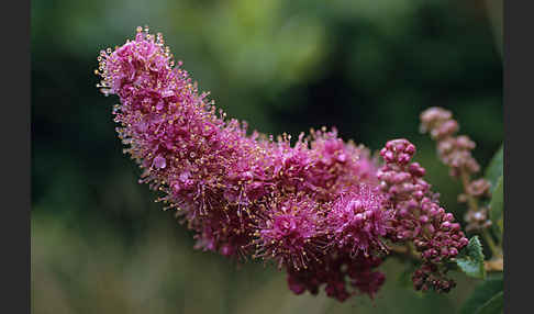 Gelbfilziger Spierstrauch (Spiraea tomentosa)