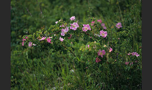 Wein-Rose (Rosa rubiginosa)