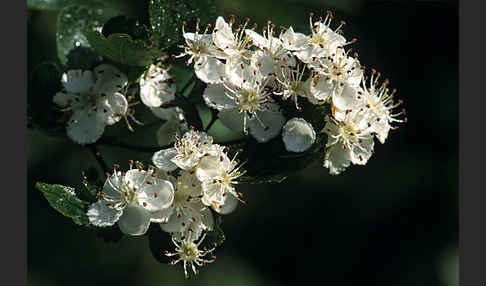 Weißdorn (Crataegus spec.)