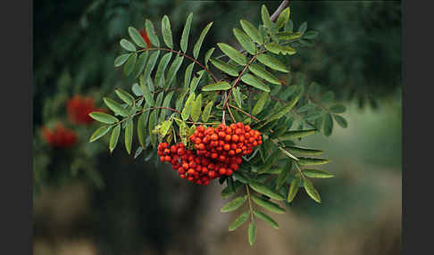 Eberesche (Sorbus aucuparia)