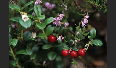 Preiselbeere (Vaccinium vitis-idaea)