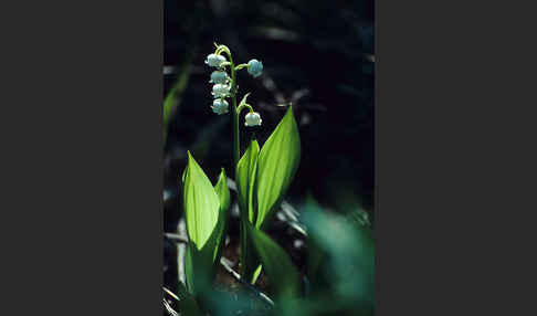 Maiglöckchen (Convallaria majalis)