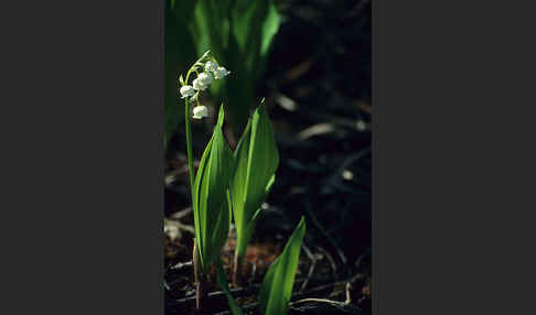 Maiglöckchen (Convallaria majalis)