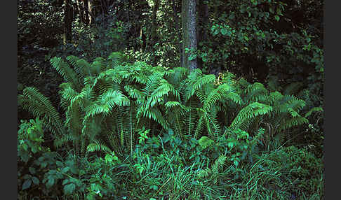 Straußenfarn (Matteuccia struthiopteris)