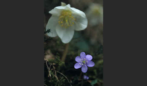 Schwarze Nieswurz (Helleborus niger)