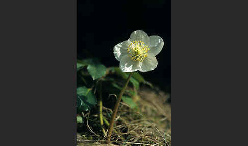 Schwarze Nieswurz (Helleborus niger)