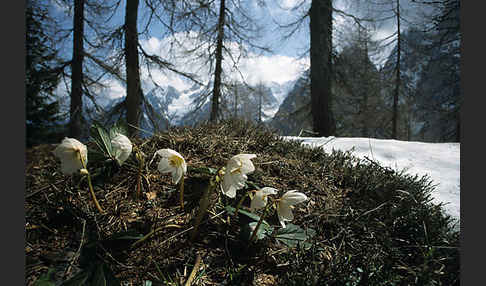 Schwarze Nieswurz (Helleborus niger)