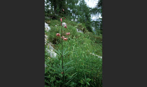 Türkenbund (Lilium martagon)