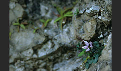 Schopfige Teufelskralle (Physoplexis comosa.)