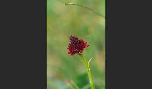 Schwarzes Kohlröschen (Nigritella rhellicani)