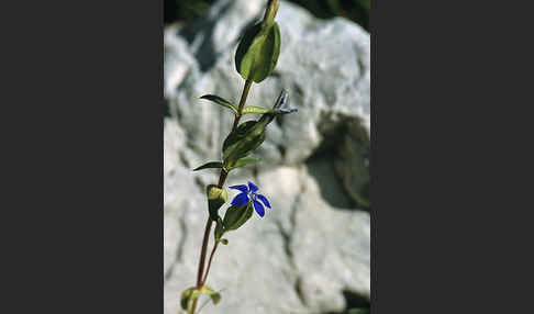 Schlauch-Enzian (Gentiana utriculosa)