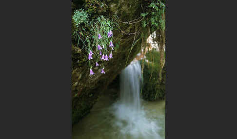 Karnische Glockenblume (Campanula carnica)