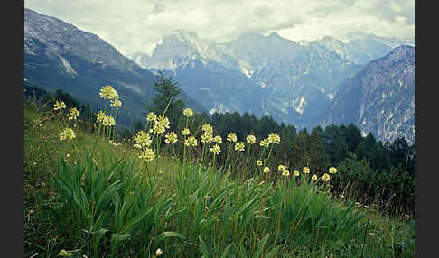 Allermannsharnisch (Allium victorialis)