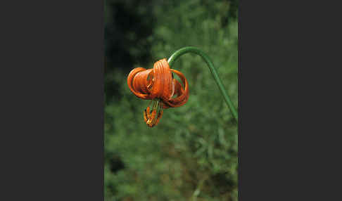 Krainer Lilie (Lilium carniolicum)