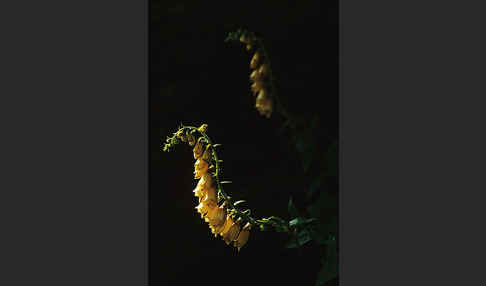 Großblütiger Fingerhut (Digitalis grandiflora)