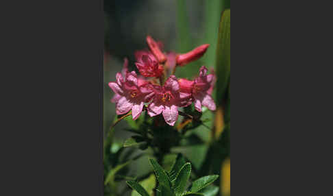 Bewimperte Alpenrose (Rhododendron hirsutum)