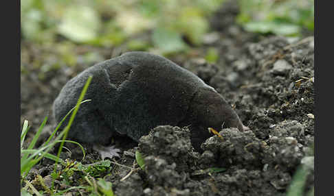 Maulwurf (Talpa europaea)