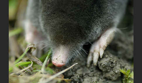 Maulwurf (Talpa europaea)